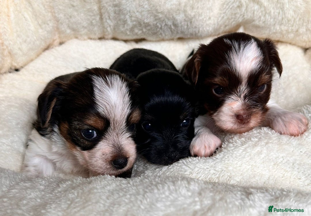 Yorkshire Terrier dogs for sale: DNA tested parents possible Dilution Yorkies - Image 1