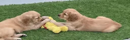 Golden Retriever dogs for sale: Lovely Golden Retriever Puppy's  - Advert 5