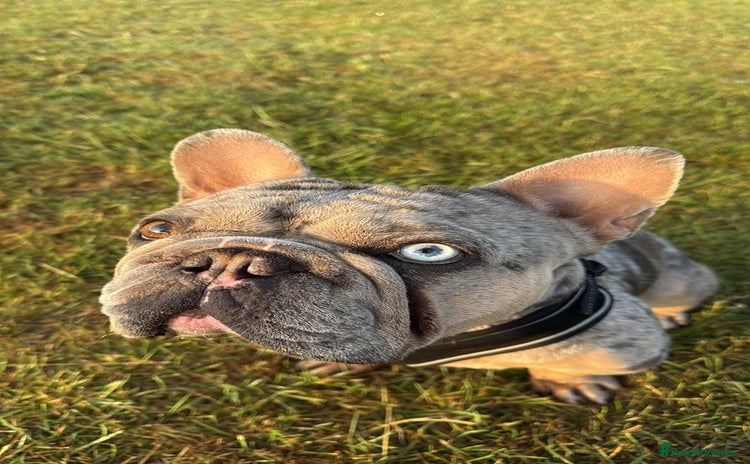 French Bulldog dogs - Advert 3
