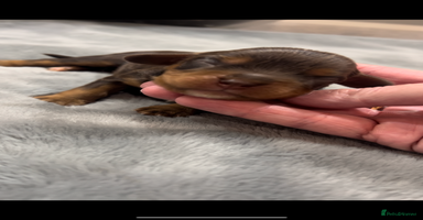 Cavalier King Charles Spaniel dogs - Advert 1