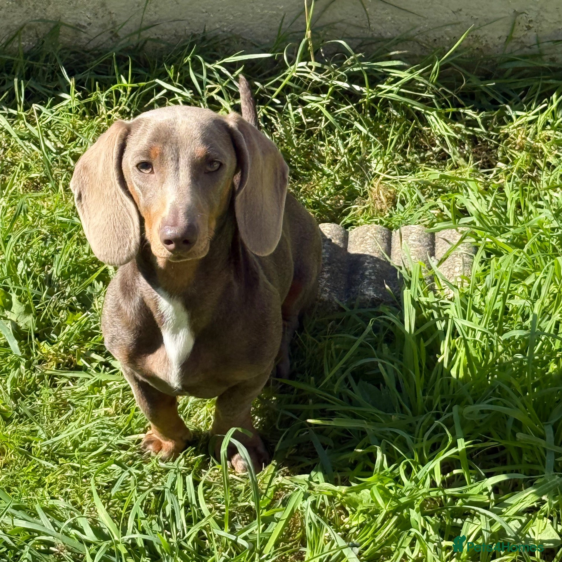 Miniature Dachshund dogs Very sad sale! - Advert 2