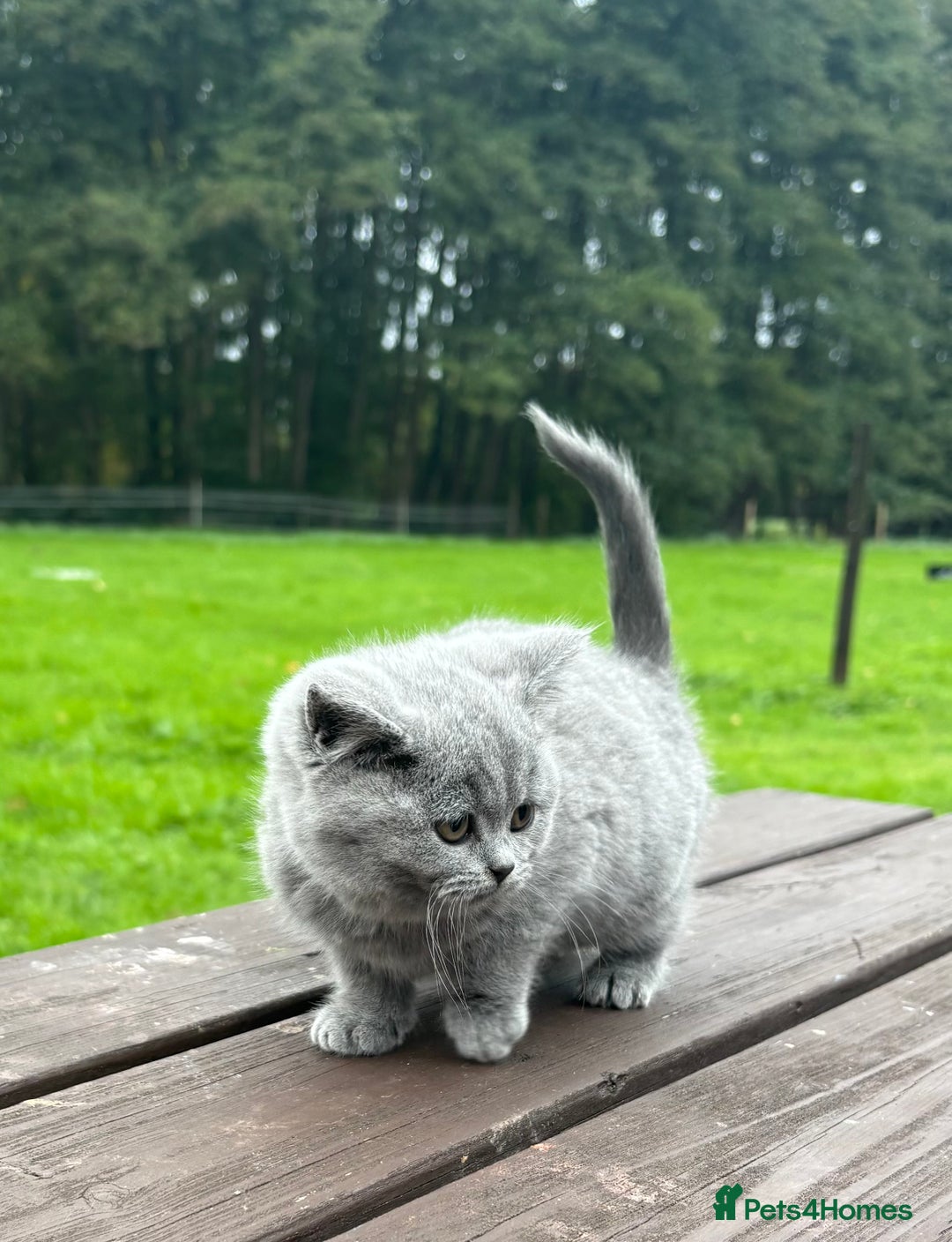 British Shorthair cats for sale: 2 left ready for new home this Saturday  - Advert 8