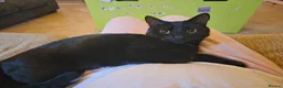Mixed Breed cats for sale: Midnight *FREE* - Advert 3