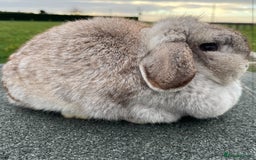 Mini Lop rabbits for sale: Mini lop does available  - Image 2