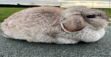 Mini Lop rabbits - Advert 6