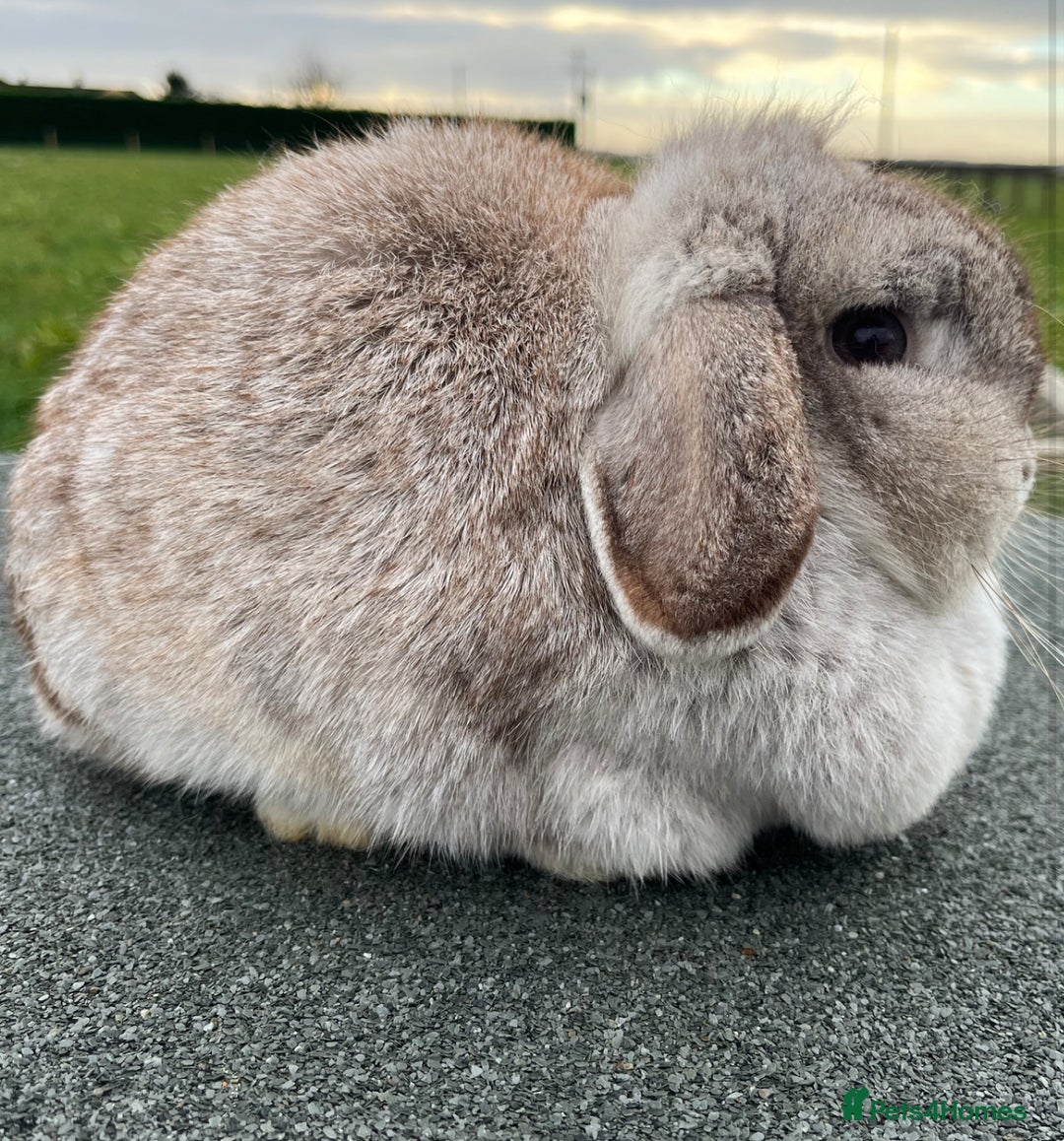 Mini Lop rabbits for sale: Mini lop does available  - Image 2