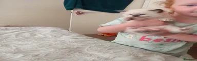 Ragdoll 1