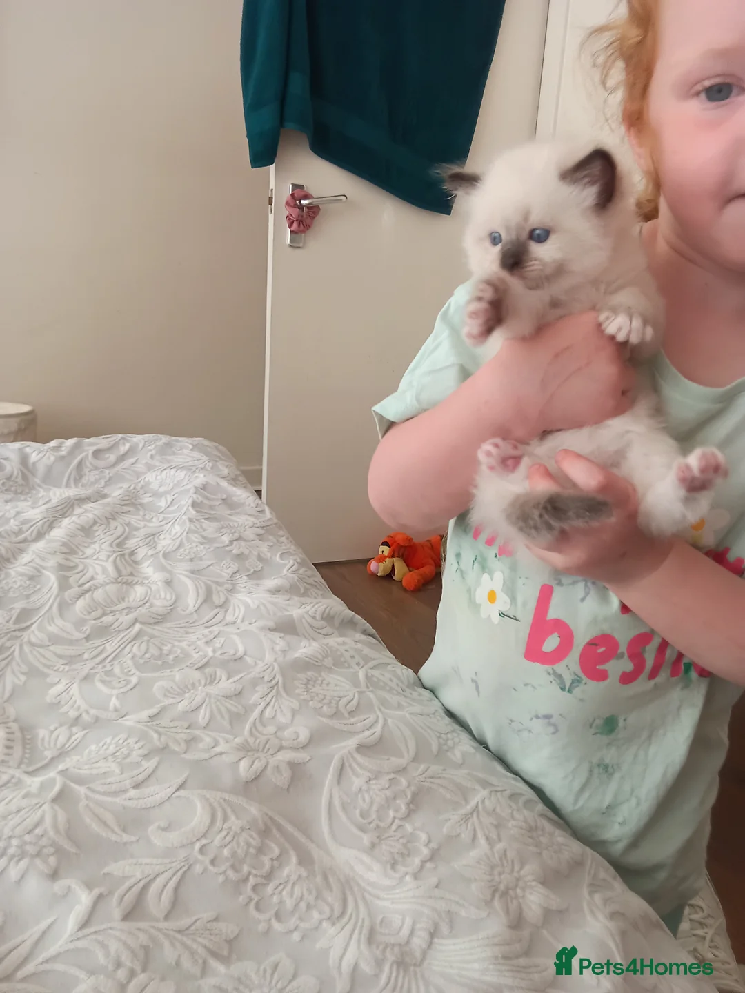 Ragdoll cats for sale: 4 Ragdoll Kittens  - Advert 6