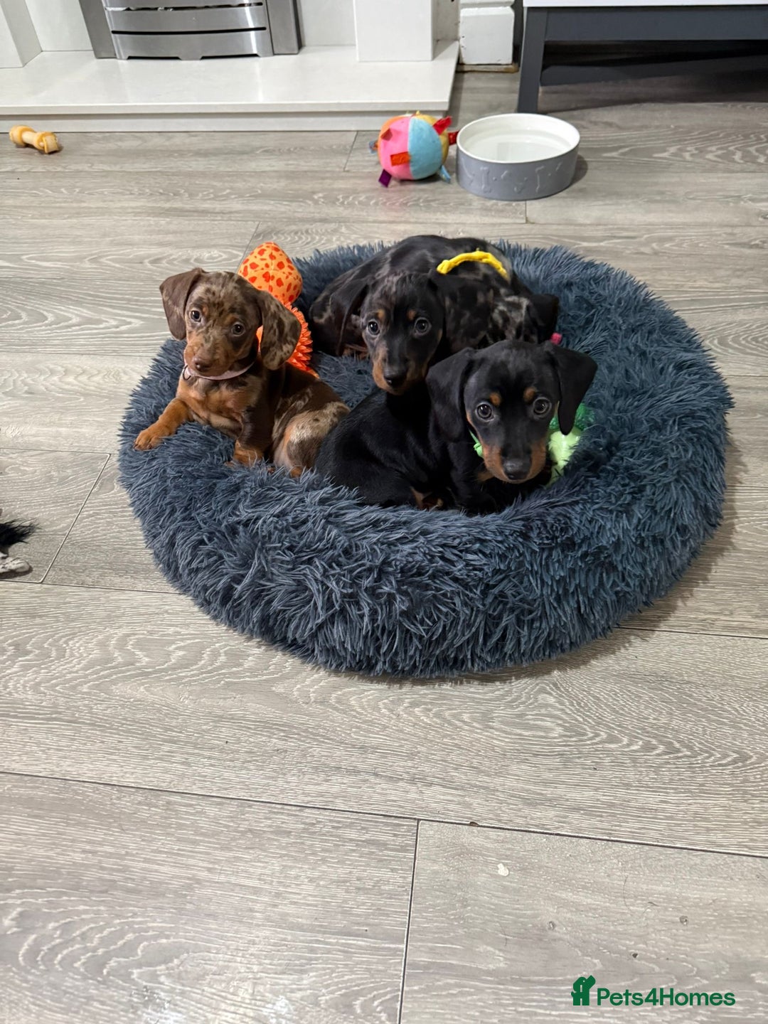 Miniature Dachshund dogs for sale: 8 Week Old Miniature Dachshund Puppies  - Advert 18