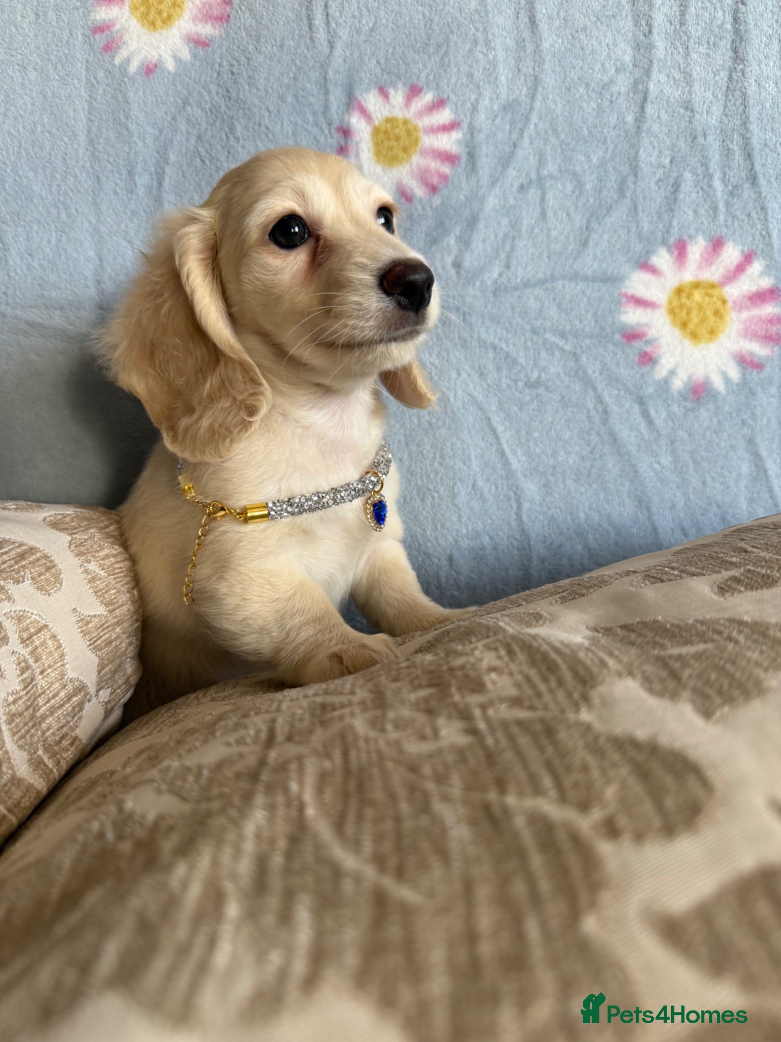 Miniature Dachshund dogs Ready now cream miniature dachshunds - Advert 2