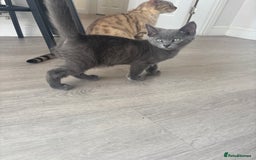 Bengal cats for sale: Two Bengal blue/melanistic kittens - Image 5