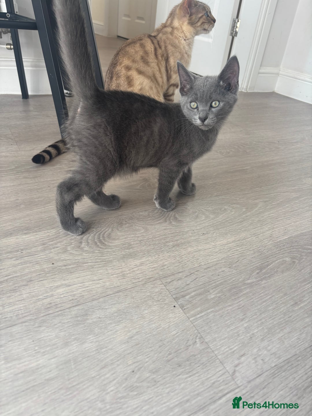 Bengal cats for sale: Two Bengal blue/melanistic kittens - Image 5