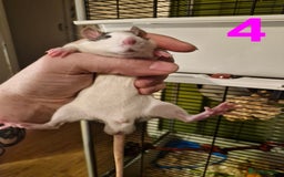 Rat rodents for sale: 9 gorgeous Male Rats - Image 13