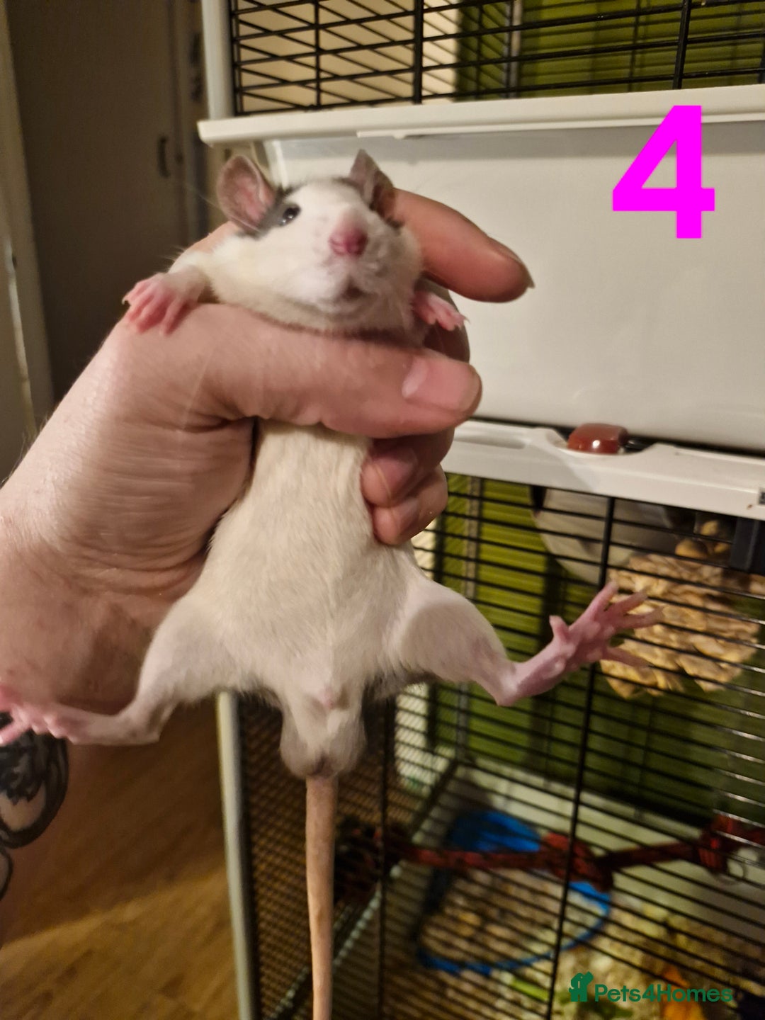Rat rodents for sale: 9 gorgeous Male Rats - Image 13