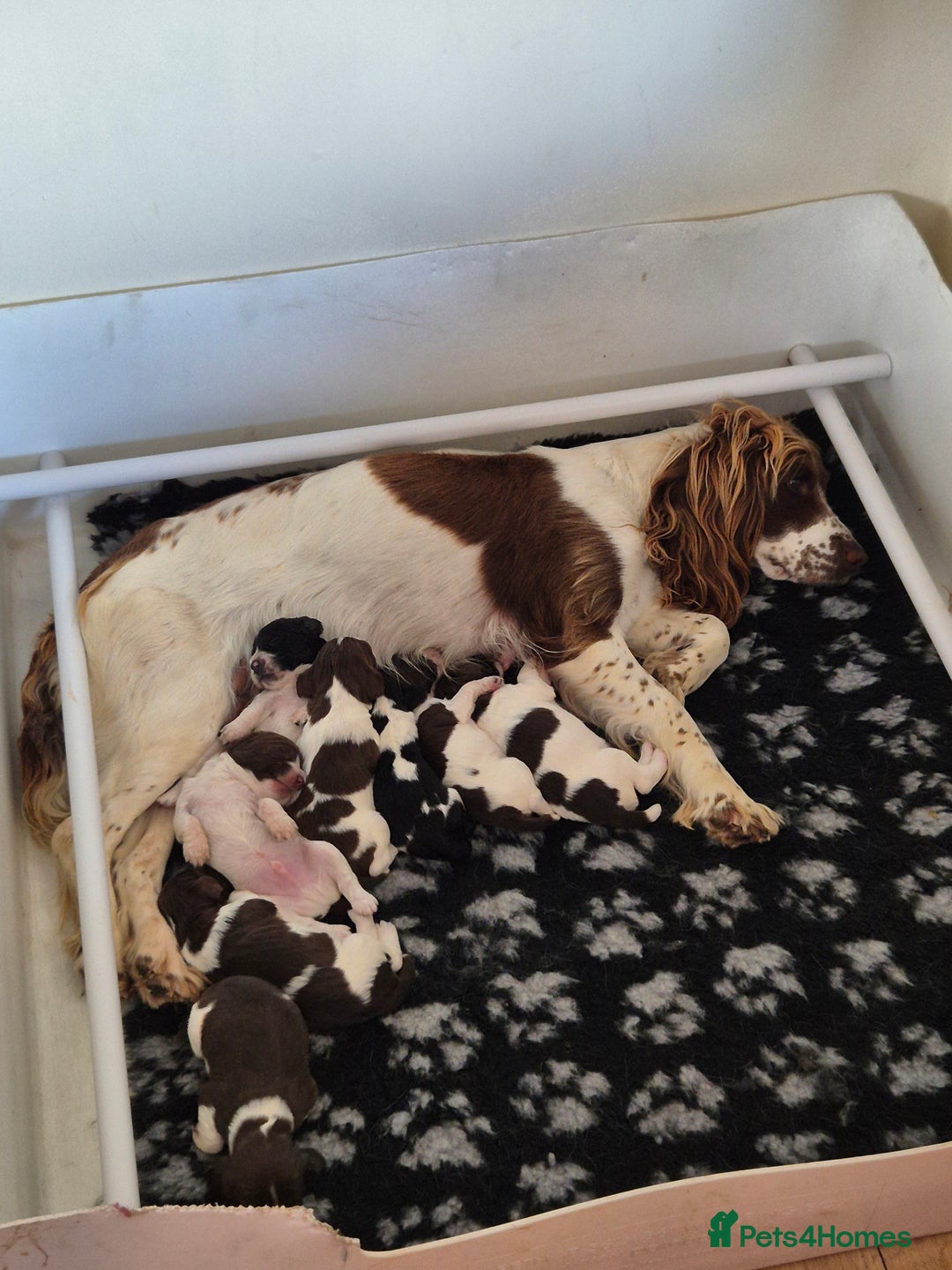English Springer Spaniel dogs for sale: English Springer Spaniel Pups - Image 6