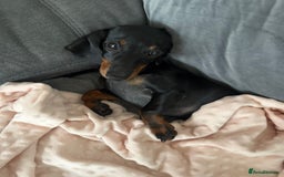 Miniature Dachshund dogs for sale: Miniature dachshund Black and Tan for sale  - Advert 3