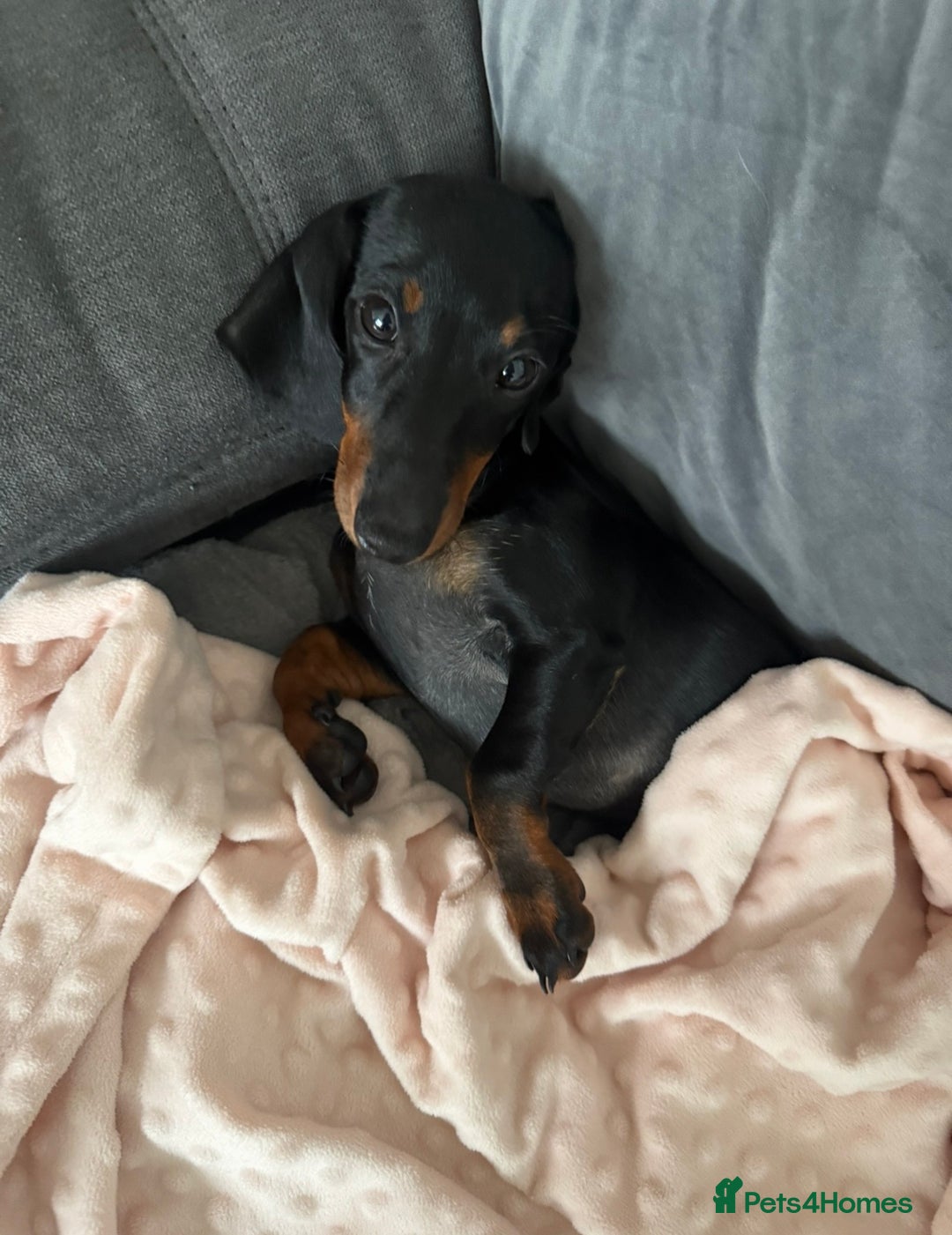 Miniature Dachshund dogs for sale: Miniature dachshund Black and Tan for sale  - Advert 3