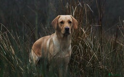 Labrador Retriever dogs for sale: Labrador Puppies. Yellow and Red colourings. - Image 5
