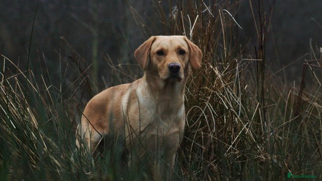 Labrador Retriever dogs for sale: Labrador Puppies. Yellow and Red colourings. - Image 5