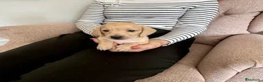 Miniature Dachshund Puppy 2