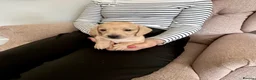 Miniature Dachshund dogs for sale: Beautiful short haired miniature dachshunds in Stansted - Advert 4