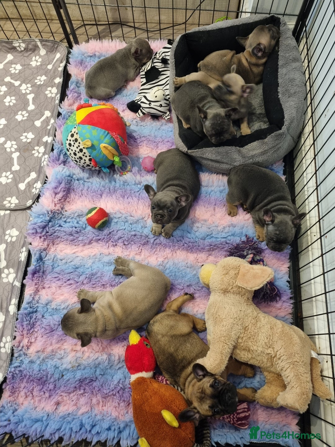French Bulldog dogs for sale: Quality french bulldogs available to leave 🐾 - Image 13
