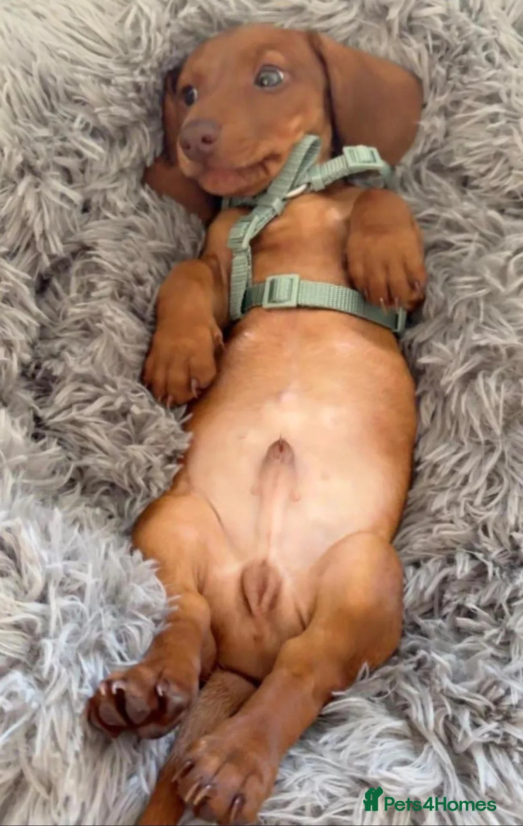Miniature Dachshund dogs for sale: Prince in Witney - Advert 4