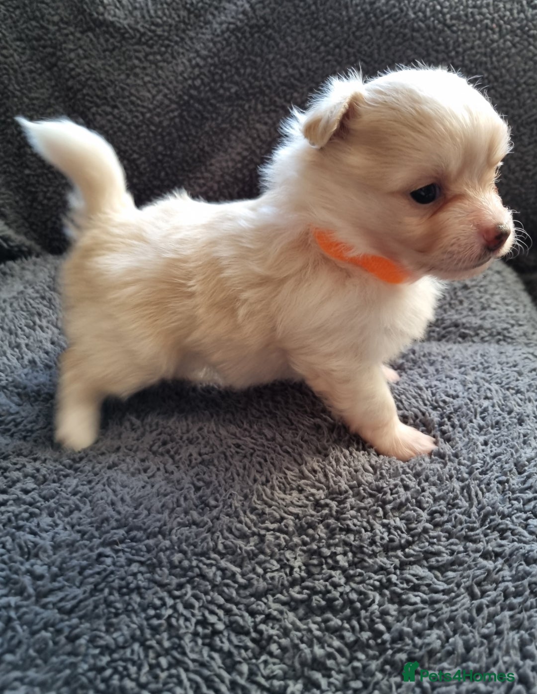 Pomchi dogs for sale: Adorable Pomchi Puppies - Viewings now welcome - Advert 3