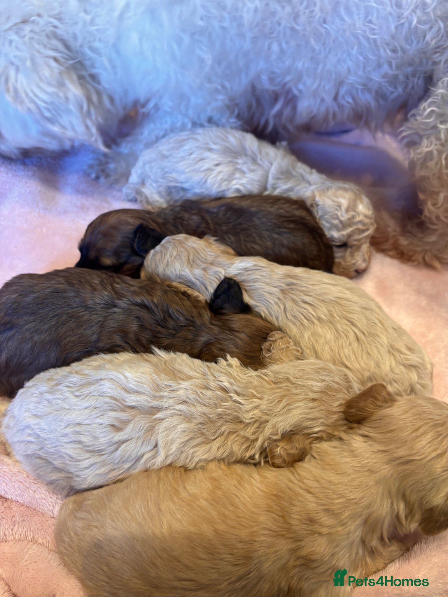 Maltipoo dogs Stunning F1 Fully Health Tested Maltipoo Babies - Advert 1