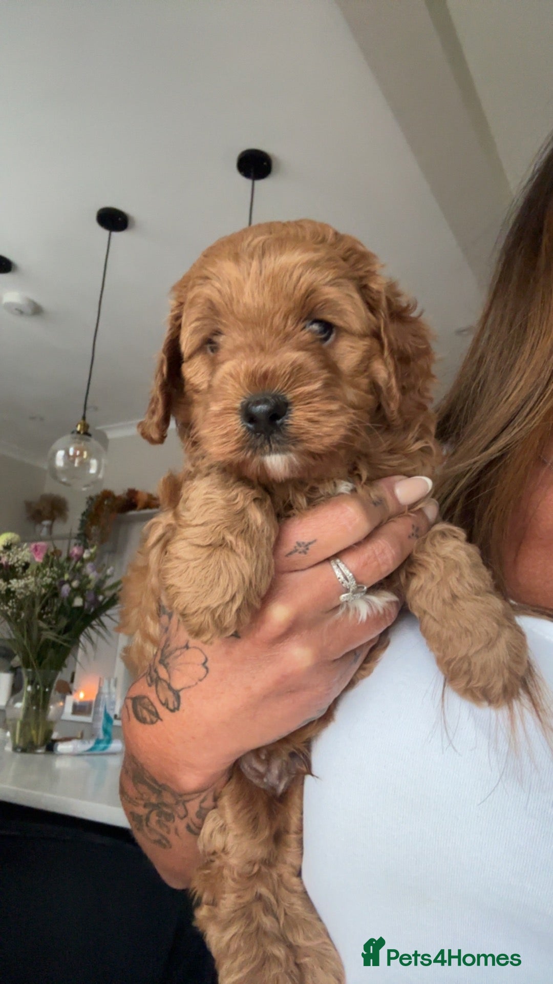 Cavapoo dogs Stunning Health Tested F1 Cavapoo Puppy’s  - Advert 1