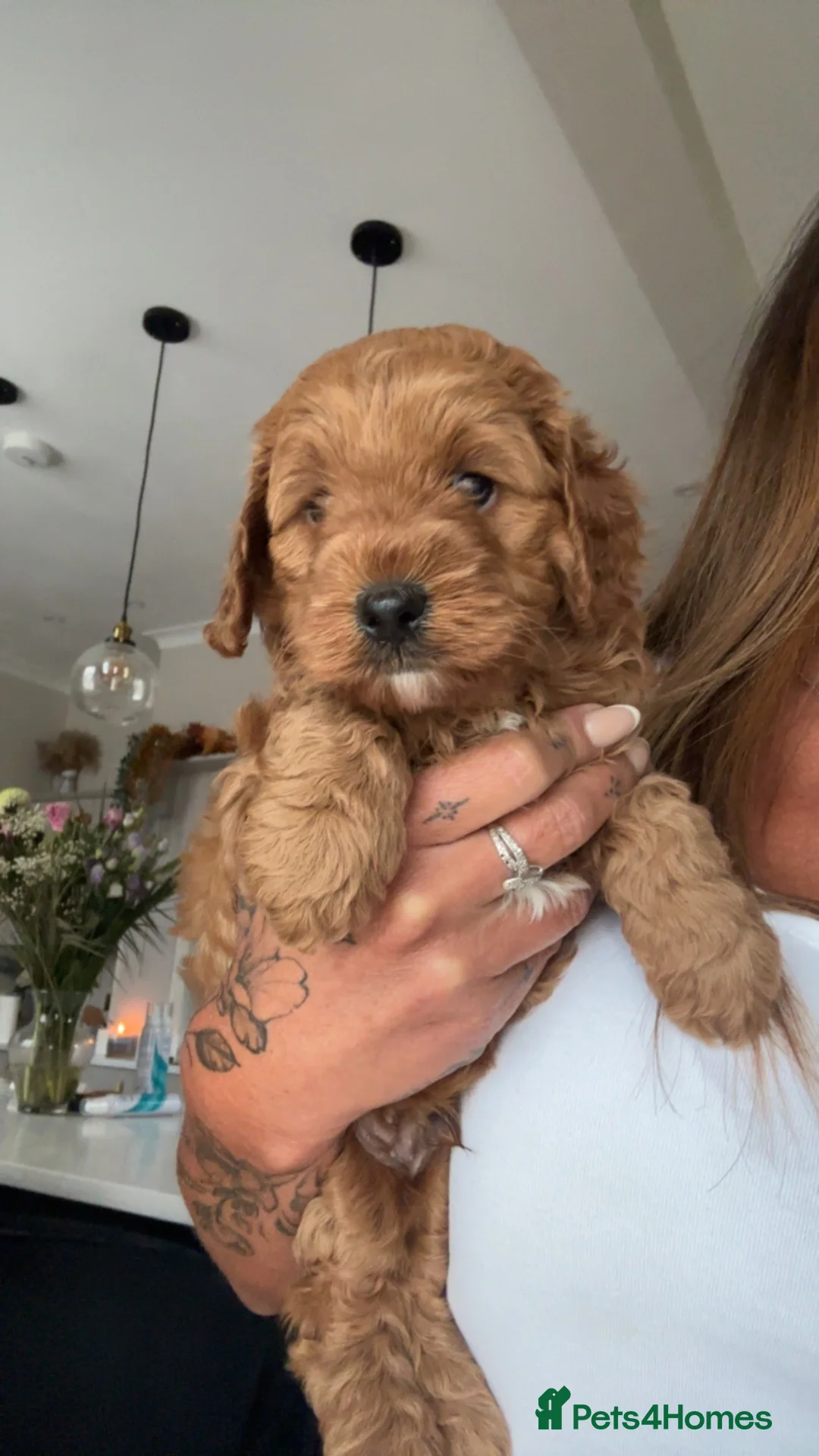 Cavapoo dogs for sale: Stunning Health Tested F1 Cavapoo Puppy’s  - Advert 1