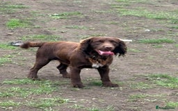 Cocker Spaniel dogs for sale: Male chocolate spaniel  - Image 2