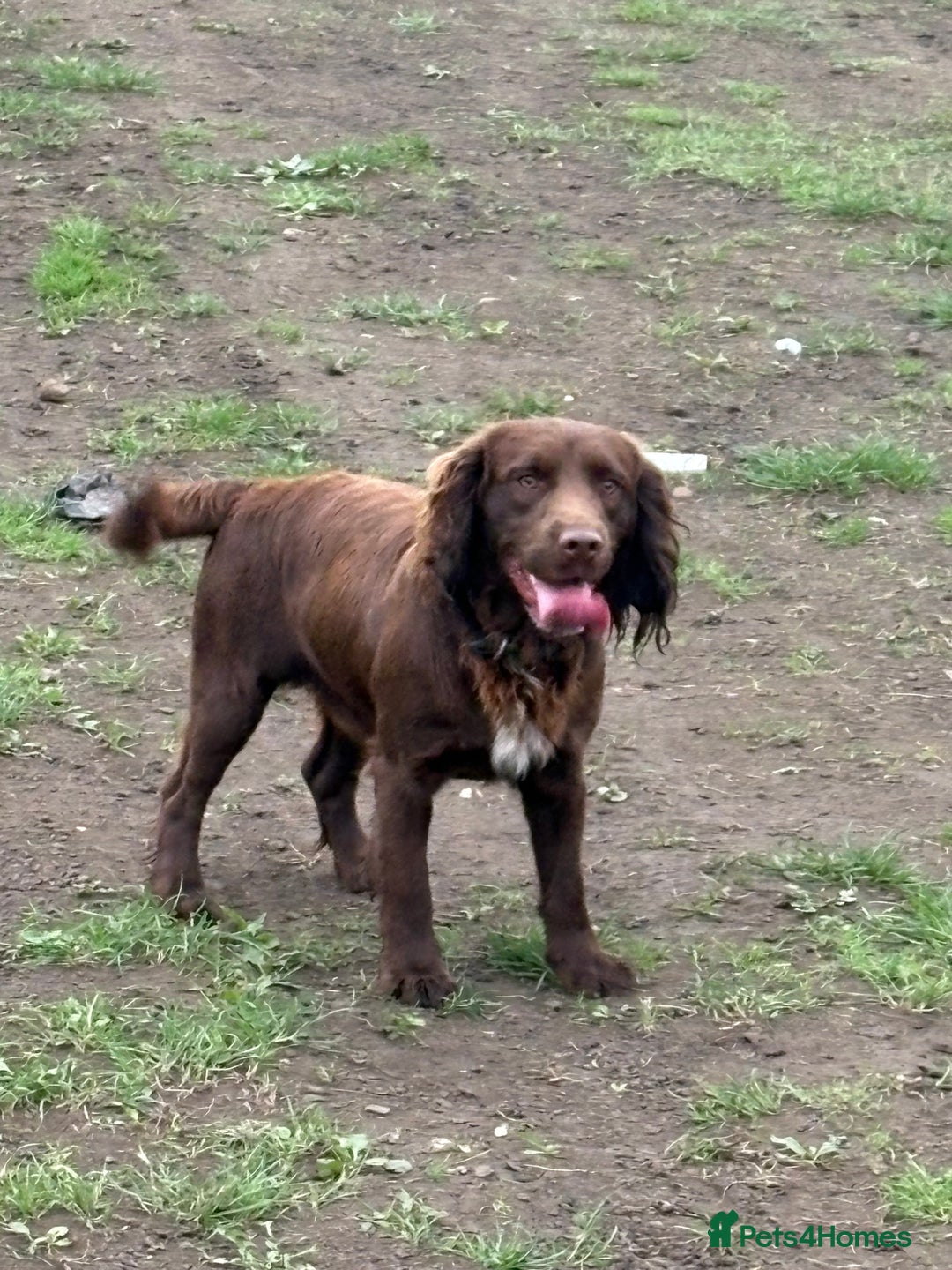 Cocker Spaniel dogs for sale: Male chocolate spaniel  - Image 2