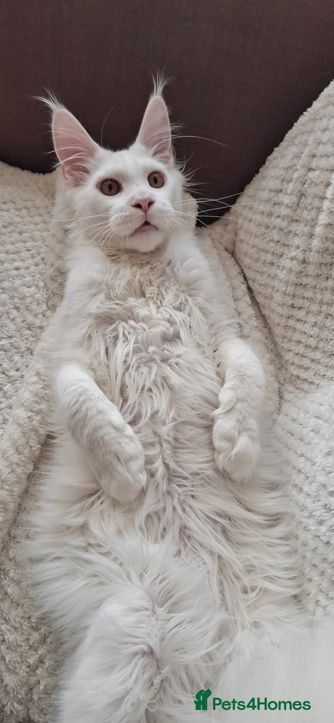 Maine Coon cats for sale: GCCF Maine Coon kitten boy - Advert 6