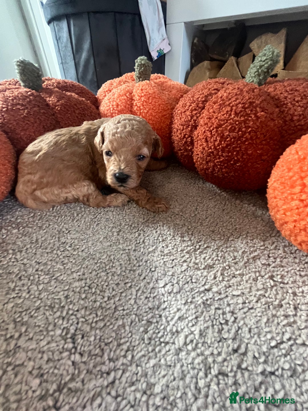 Cavapoo dogs for sale: Beautiful cavapoo puppies 🐾 - Image 5