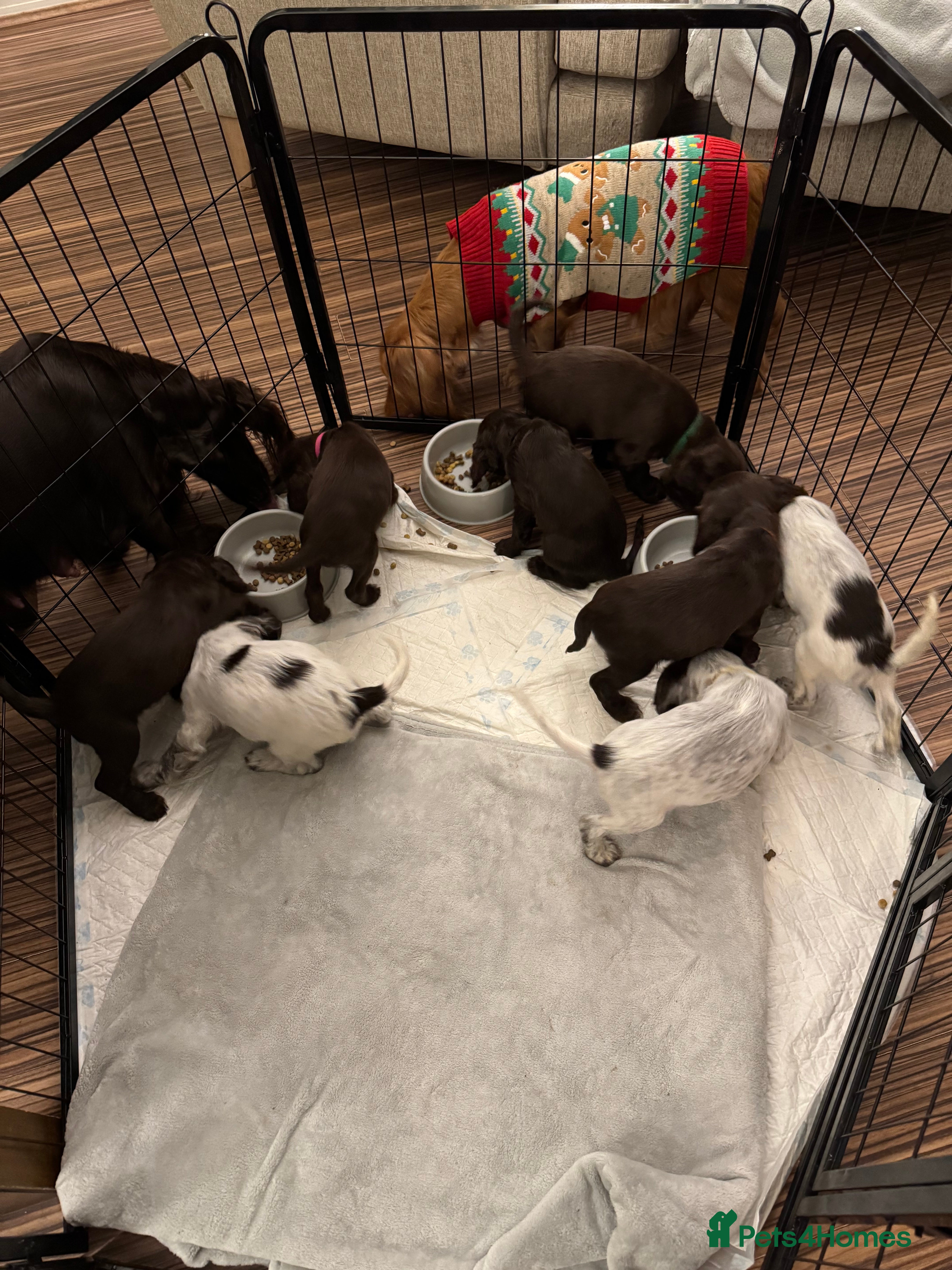 Cocker Spaniel dogs Last couple of Cocker Spaniel puppies available - Advert 10