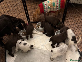 Cocker Spaniel dogs Last couple of Cocker Spaniel puppies available - Advert 4