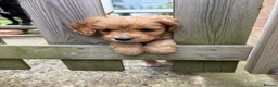 Cockapoo dogs for sale: Toy Cockapoo Puppies  - Advert 1
