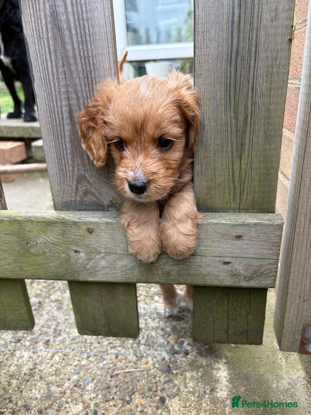 Cockapoo dogs for sale: Toy Cockapoo Puppies  - Advert 1