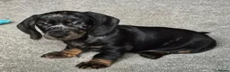 Dachshund dogs for sale: KC Wirehaired standard Dachshund puppies - Advert 4
