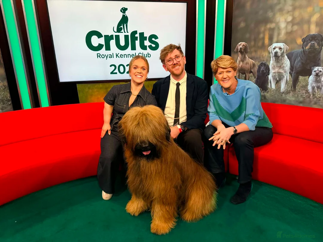 Briard dogs for sale: Briard Puppies  - Advert 1