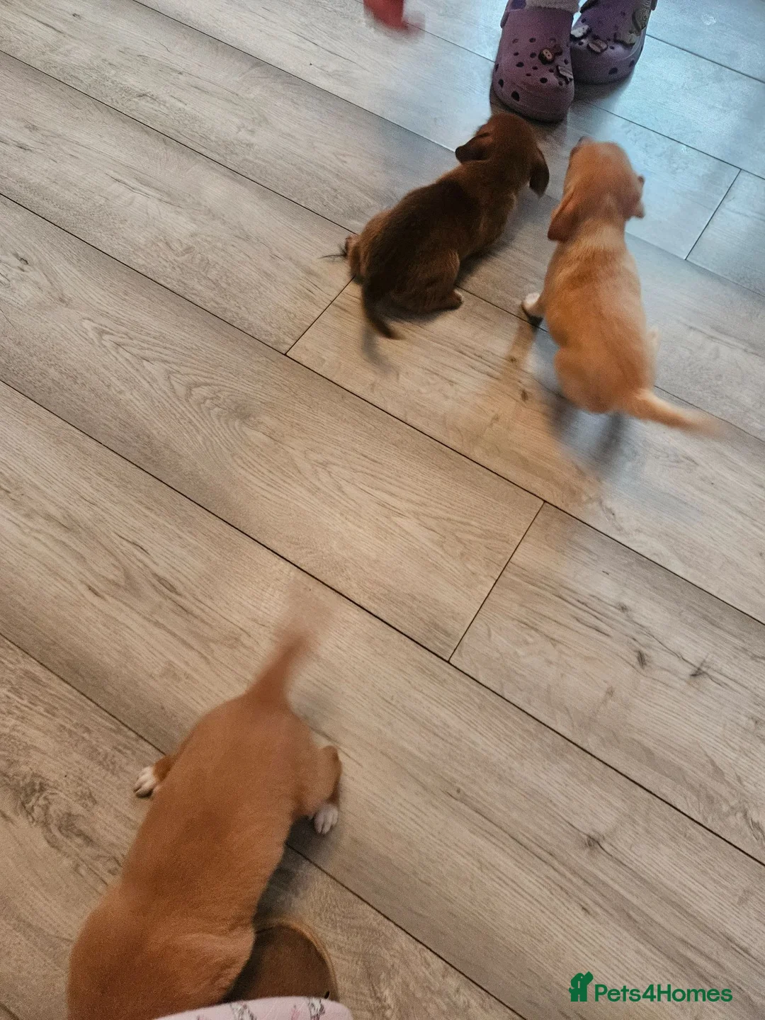 Mixed Breed dogs for sale: Dachshund cross pomeranian puppies in Rowley Regis - Advert 8