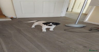 Mixed Breed dogs - Advert 14