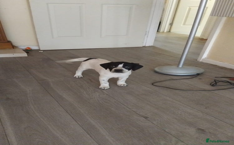 Mixed Breed dogs - Advert 2