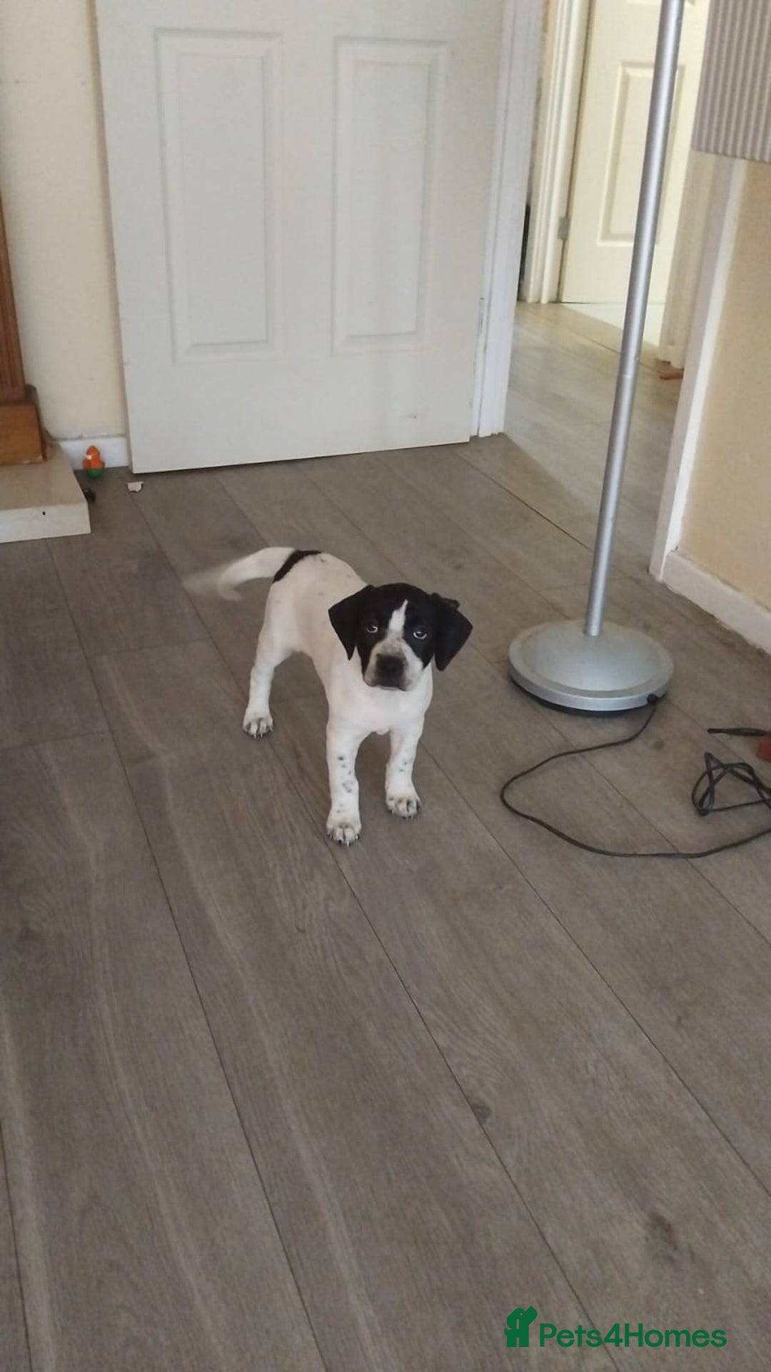 Mixed Breed dogs for sale: 🐾Cocker-Pie (Mini Hippo)s🐾 - Image 2