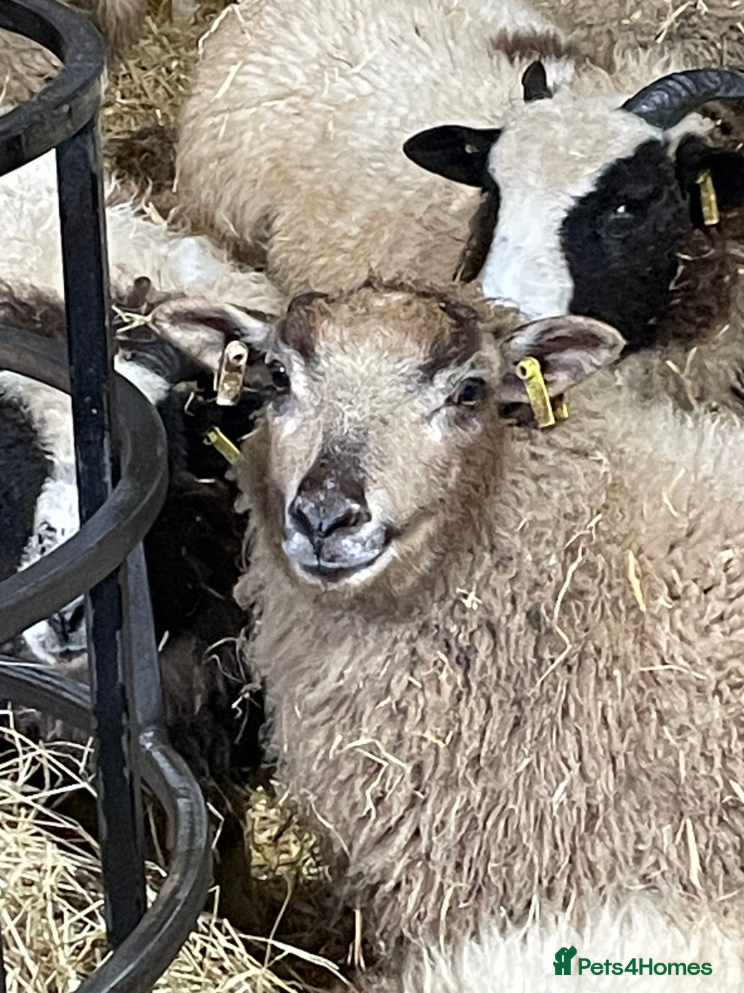 Sheep livestock for sale: Shetland wethers - Advert 2