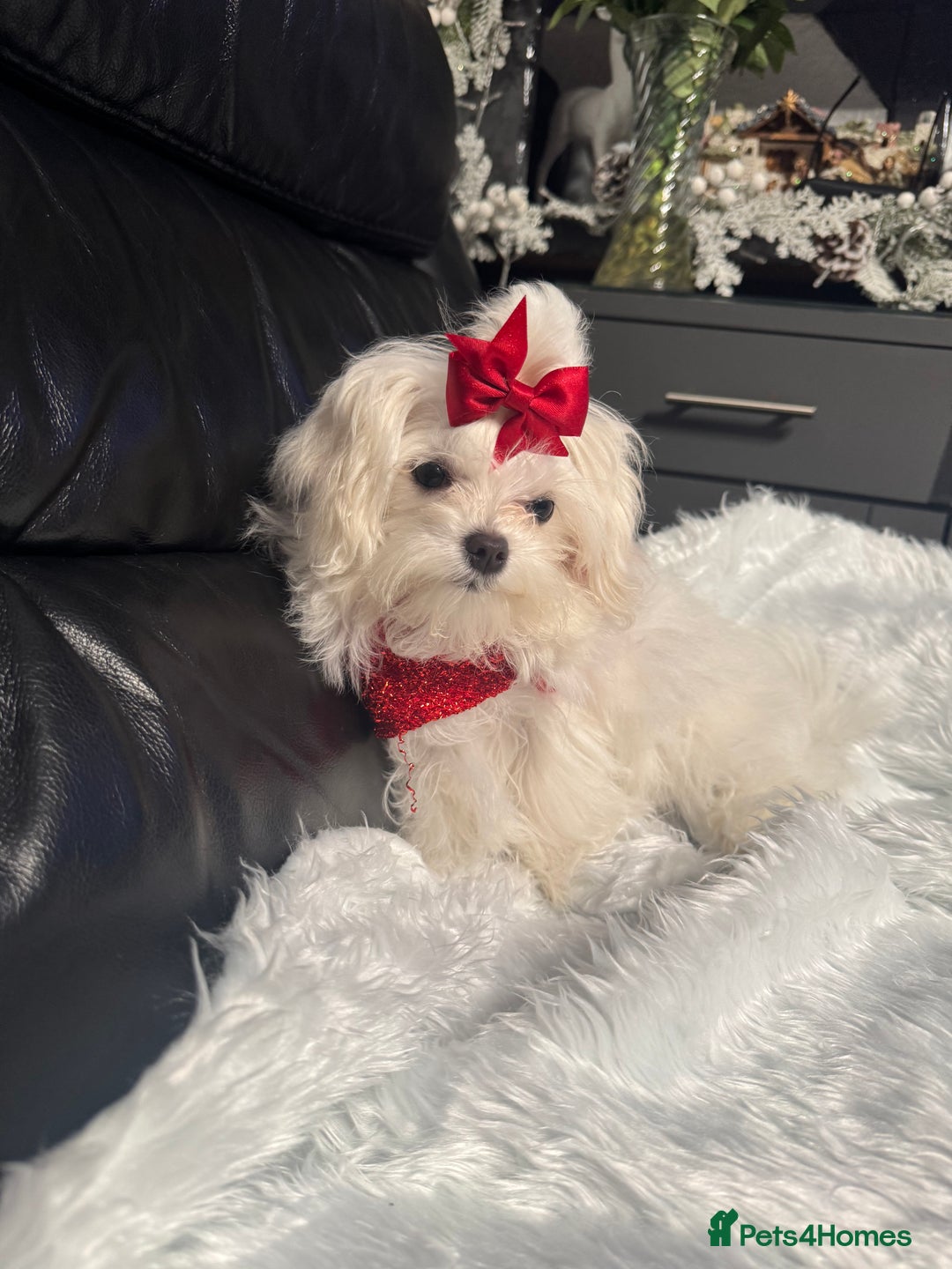 Maltese dogs for sale: ✨ Korean Maltese Hypoallergenic pure breed Girls ✨ - Advert 6