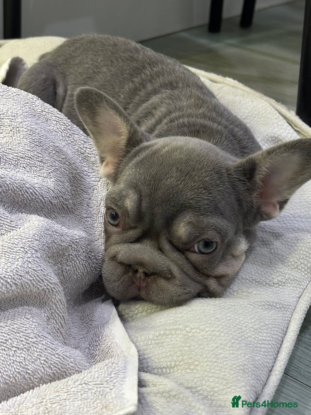 French Bulldog dogs for sale: Little girl frenchie pup  - Advert 1
