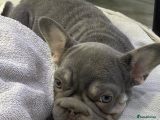 French Bulldog dogs Little girl frenchie pup - Advert 2