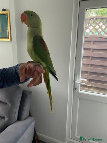 Parakeets birds - Advert 4
